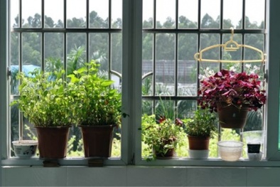 Lưu ý khi trồng hoa ở ban công